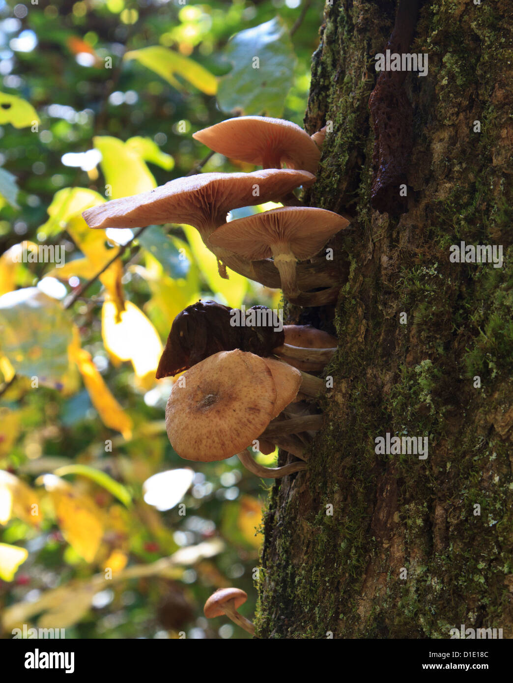 Pilze wachsen an der Seite eines Baumes. Stockfoto