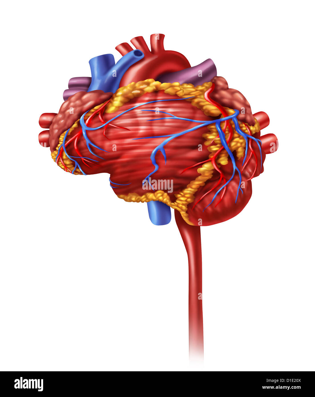 Menschliches Herz Intelligenz und Forschung mit einer Herz-Kreislauf-pumpende Orgel in der Form eines Gehirns als medizinische und psychische Gesundheitsfürsorge Symbol für aktive Nervenzellen im Körper. Stockfoto
