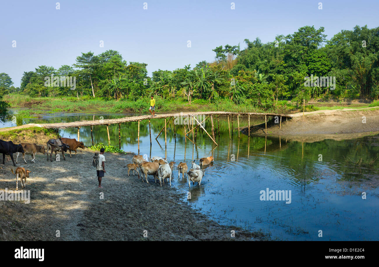 Ländliches Motiv, Kühe, Lagune, Bambus-Brücke, Bäume und ein Mann auf der Insel Majuli, Assam, Indien. Stockfoto