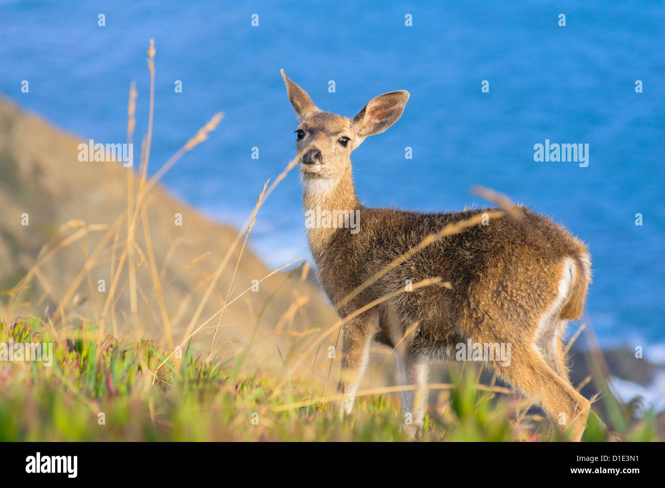 Junger schwarz - Tailed Hirsche in die Kamera schaut Stockfoto