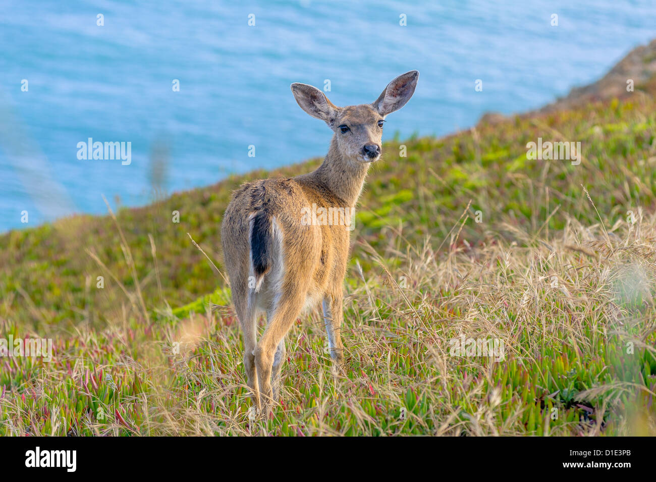 Junger schwarz - Tailed Hirsche in die Kamera schaut Stockfoto