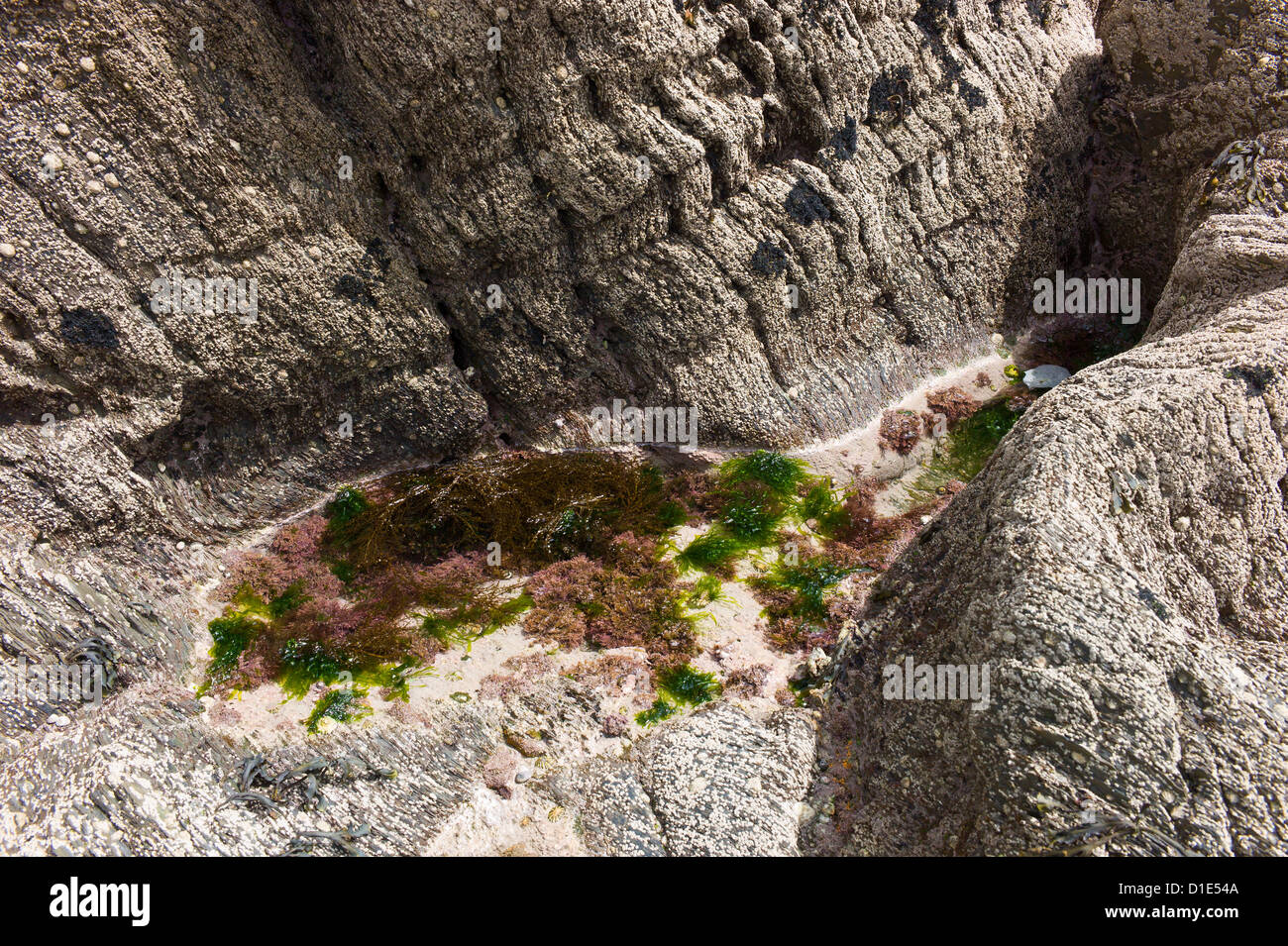 Rockpool am Strand von Ayrmer Cove, Devon, England, UK Stockfoto