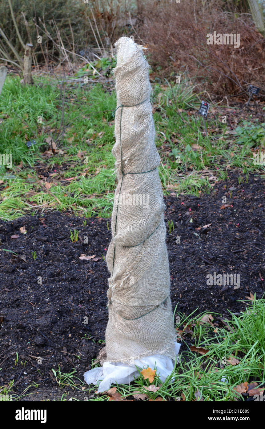 Strauch, eingehüllt in Vlies zum Schutz vor Frost. Stockfoto