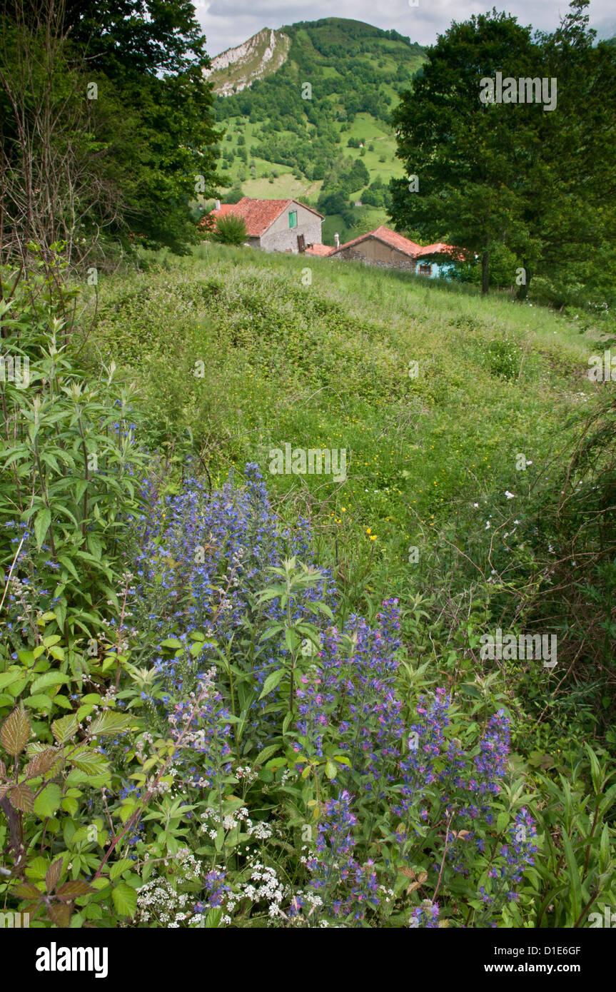 Picos de Europa, Spanien. Gesamtansicht mit Viper's Bugloss (Echium Vulgare) Stockfoto