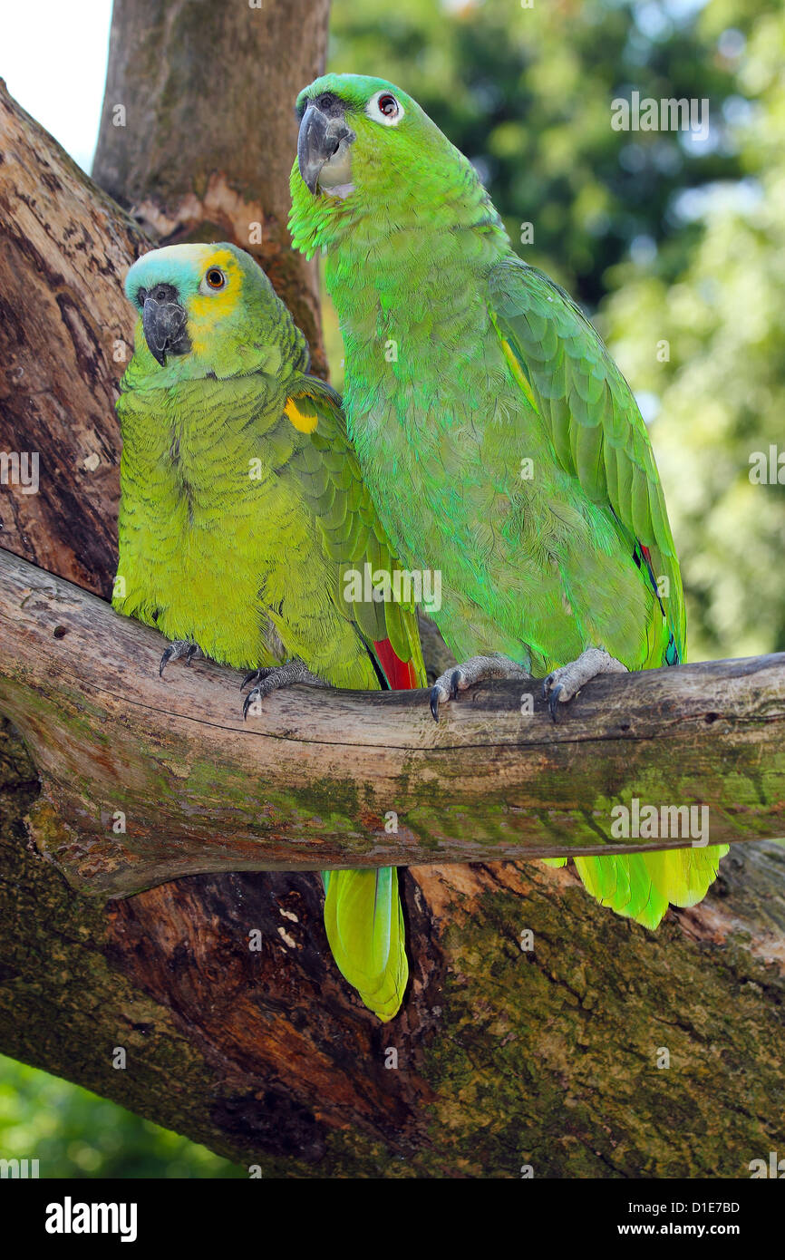 Mehlig Papageien (Amazona Farinosa) und blau-fronted Amazon Parrot (Amazona Aestiva) Südamerika heimisch in Gefangenschaft sitzt Stockfoto