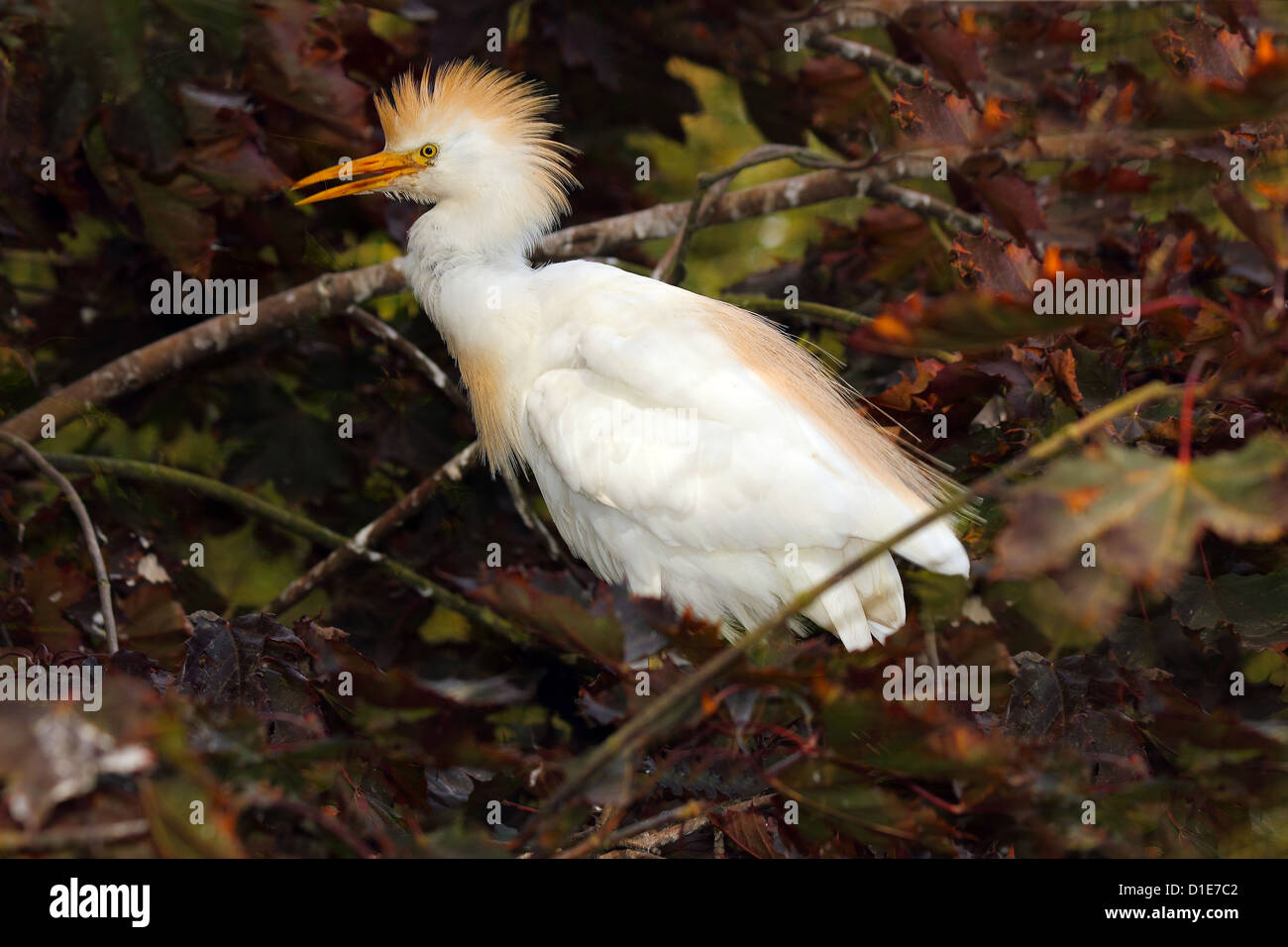 Kuhreiher (Bubulcus Ibis) ist eine weltoffene Art der Reiher (Ardeidae Familie), Vereinigtes Königreich, Europa Stockfoto