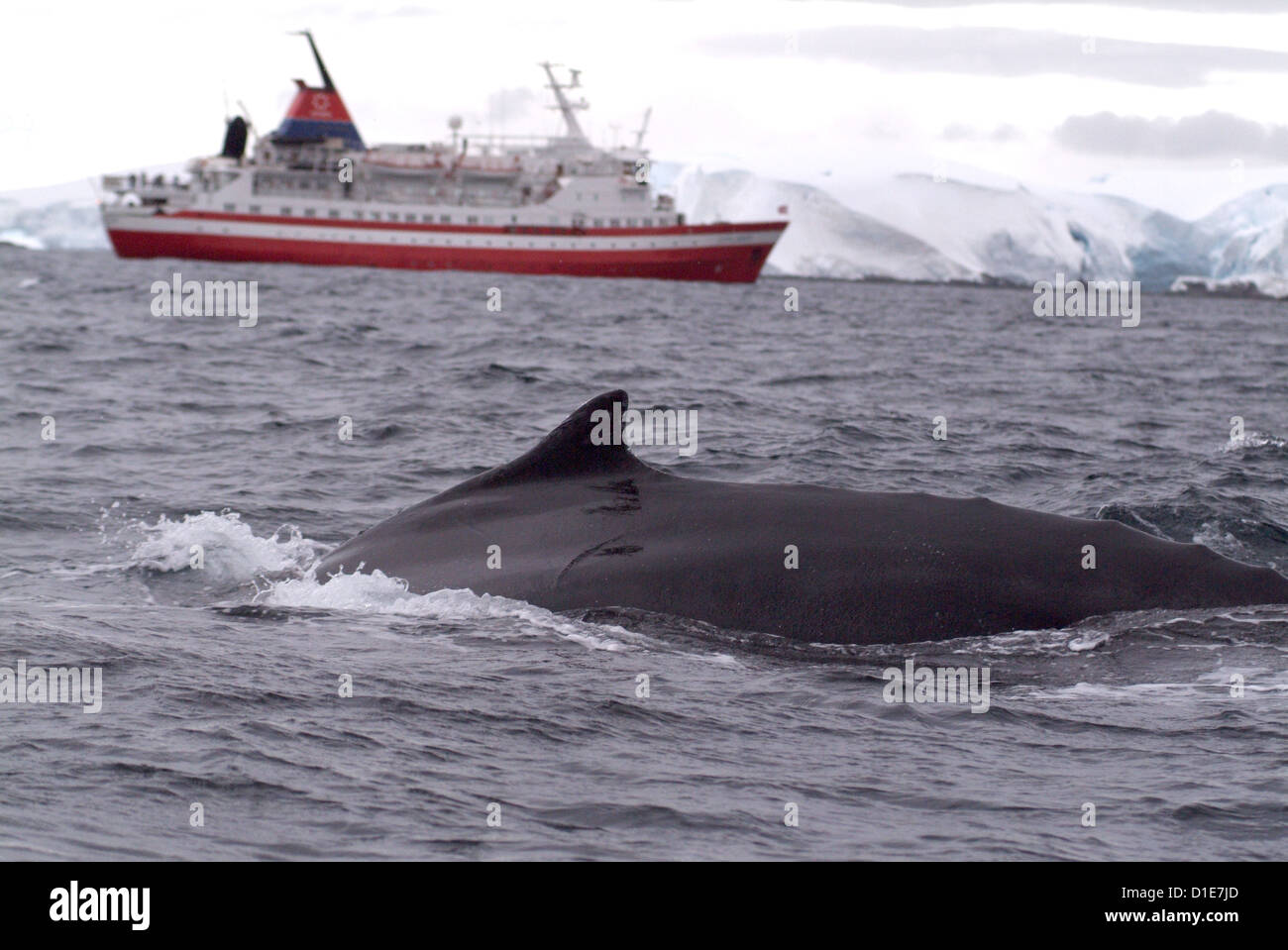 Buckelwal vor Kreuzfahrt Schiff, Antarktis, Polarregionen Stockfoto