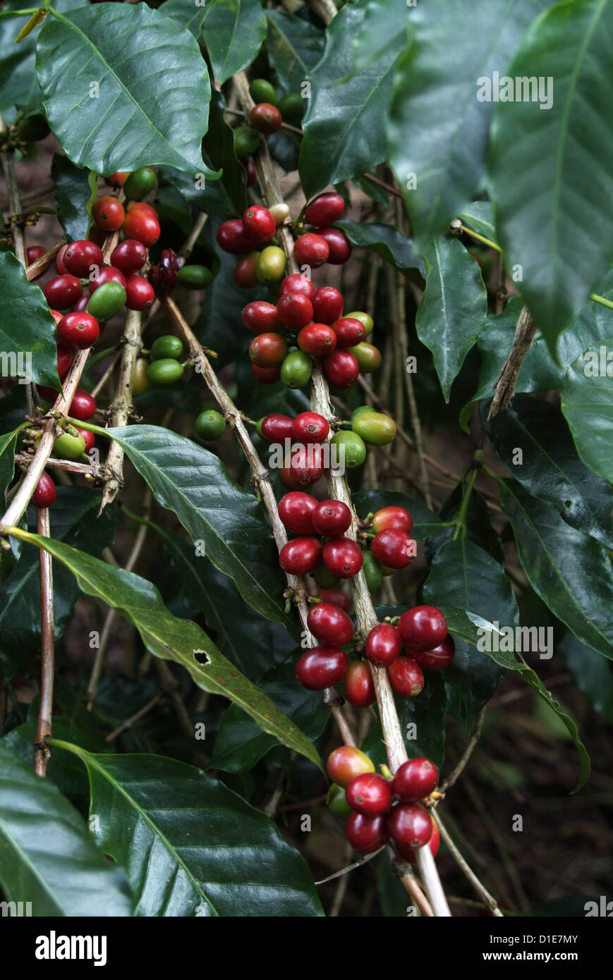 Blue Mountain Kaffeebohnen, Lime Tree Kaffeeplantage, Blue Mountains, Jamaika, Westindische Inseln, Karibik, Mittelamerika Stockfoto