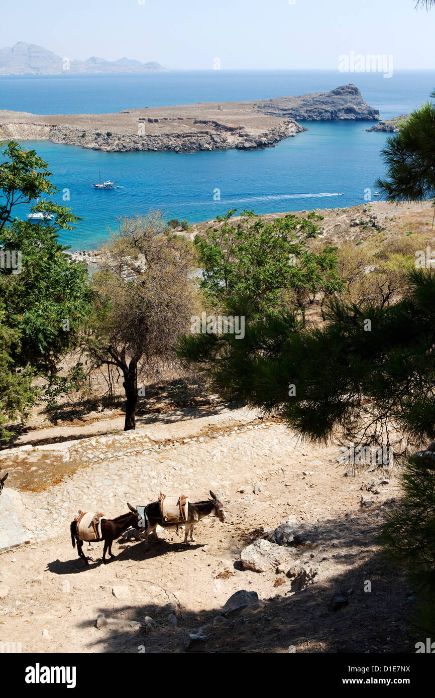 Zwei Esel in St. Paul Bay, Lindos, Rhodos, Dodekanes, griechische Inseln, Griechenland, Europa Stockfoto