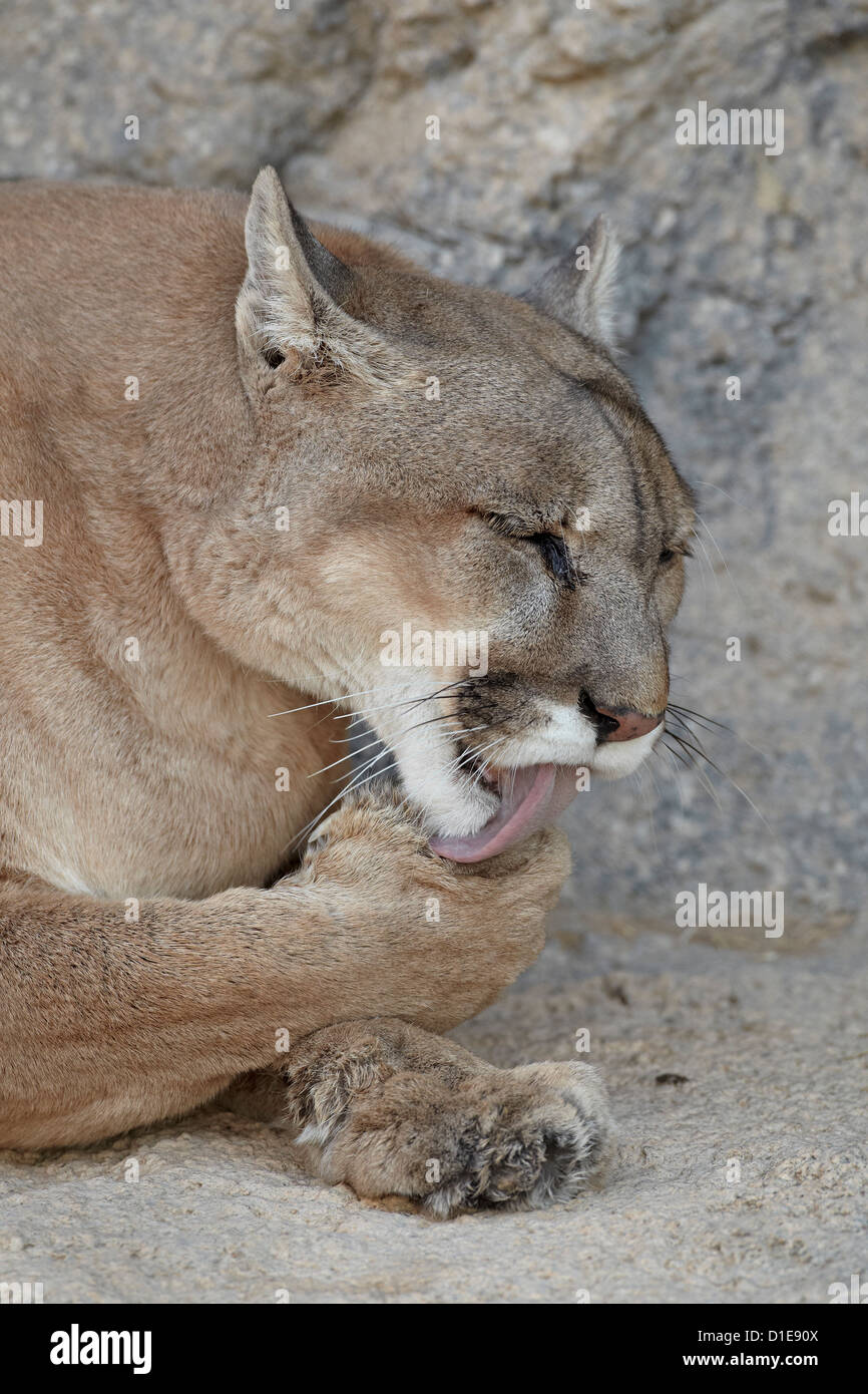 Berglöwe (Puma) (Puma) (Puma Concolor) Reinigung nach dem Essen, Living Desert Zoo und Gärten State Park, New Mexico, USA Stockfoto