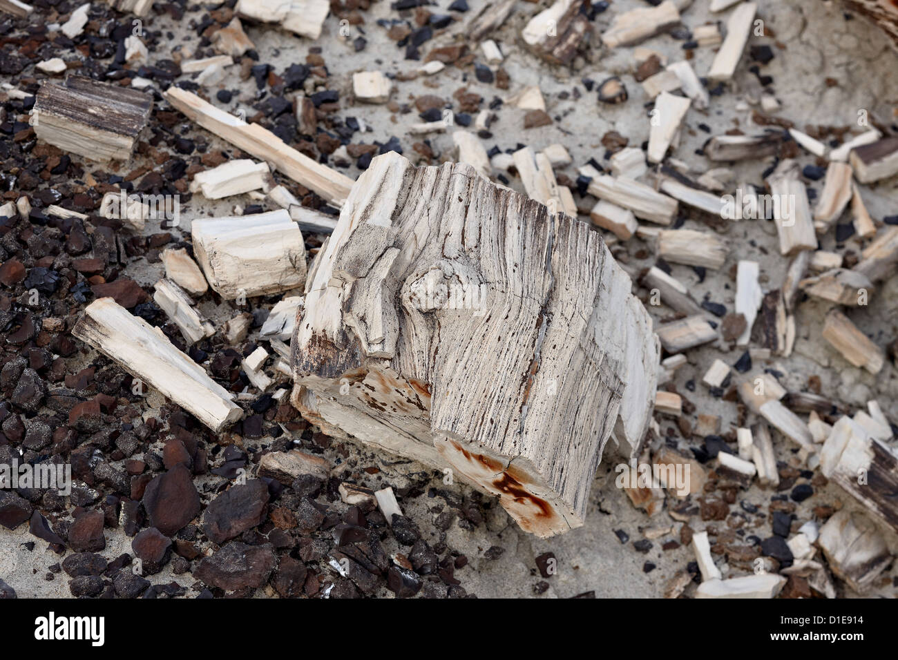 Versteinertes Holz, San Juan Bassin, New Mexico, Vereinigte Staaten von Amerika, Nordamerika Stockfoto