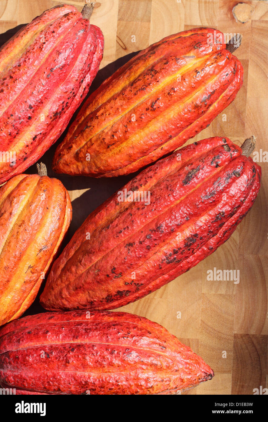 Grenada. Nahaufnahme von reifen Früchten Kakao (Cocoa). Stockfoto