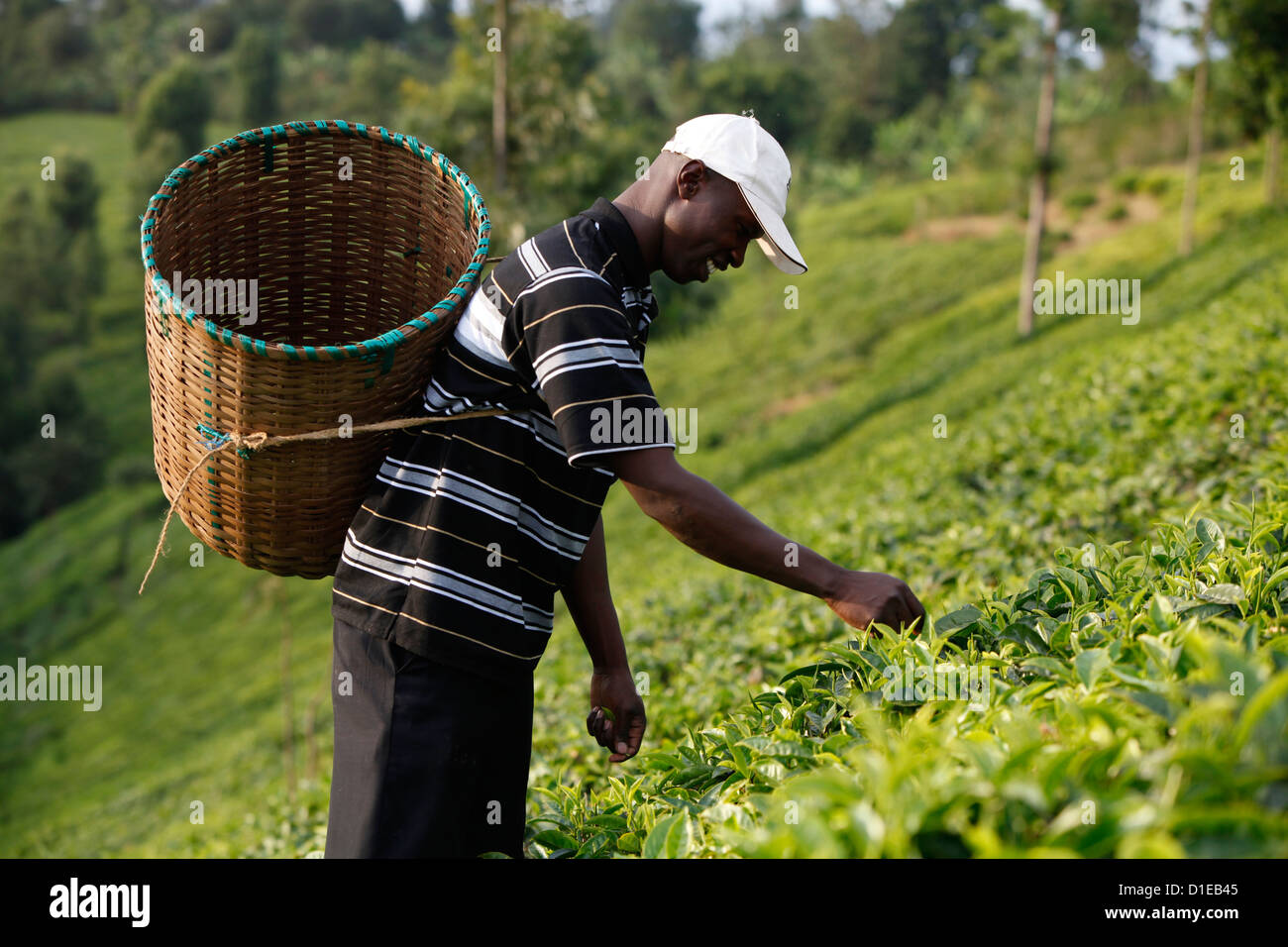 Landwirt Lincoln Kimanthi Mugo Kommissionierung Tee, Kathangiri, Kenia, Ostafrika, Afrika Stockfoto