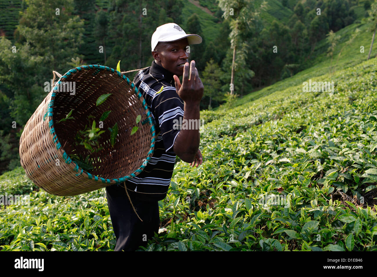 Landwirt Lincoln Kimanthi Mugo Kommissionierung Tee, Kathangiri, Kenia, Ostafrika, Afrika Stockfoto