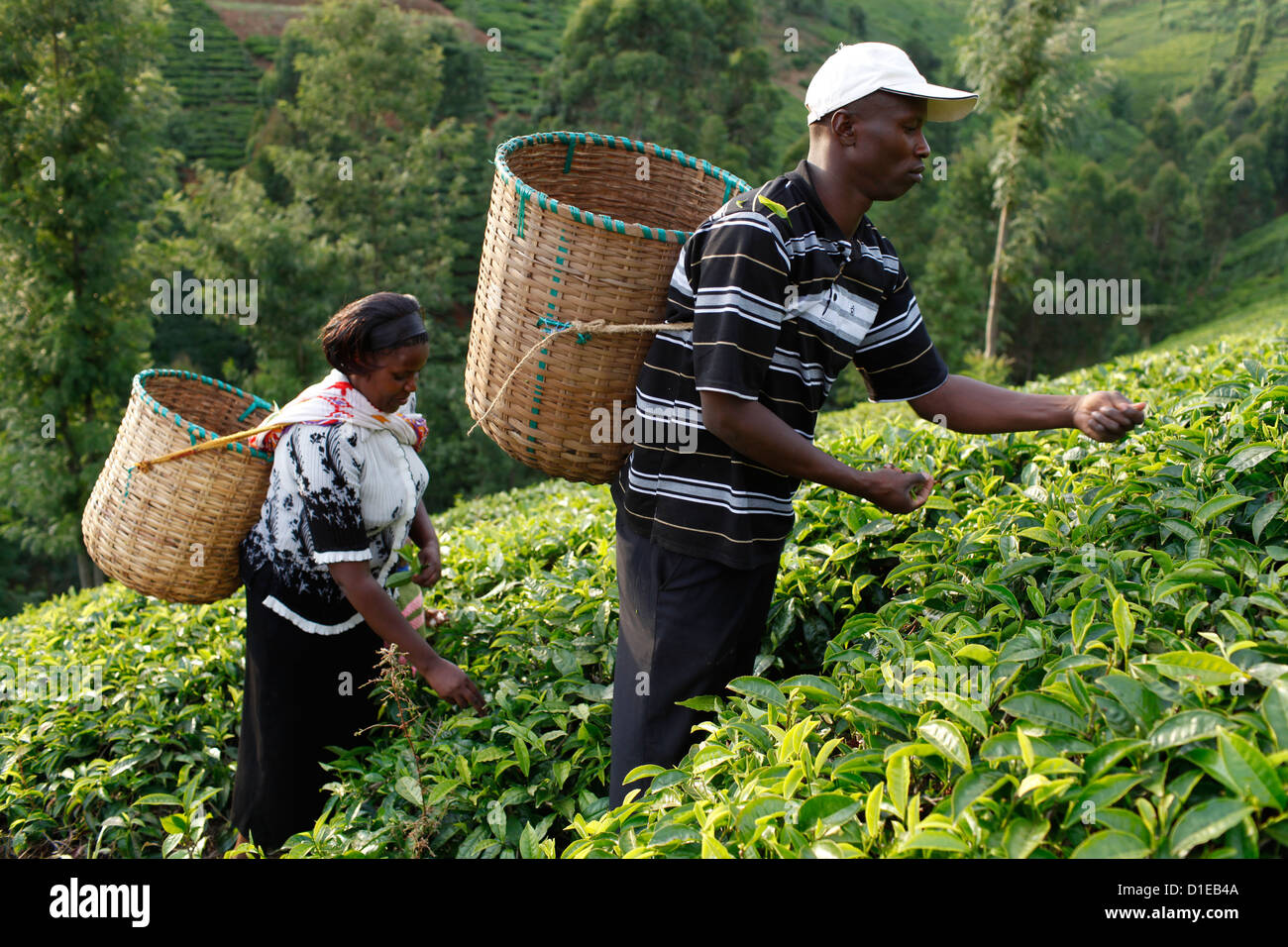 Lincoln Kimanthi Mugo Bauer und seine Frau Polly Mukami Kommissionierung Tee, Kathangiri, Kenia, Ostafrika, Afrika Stockfoto