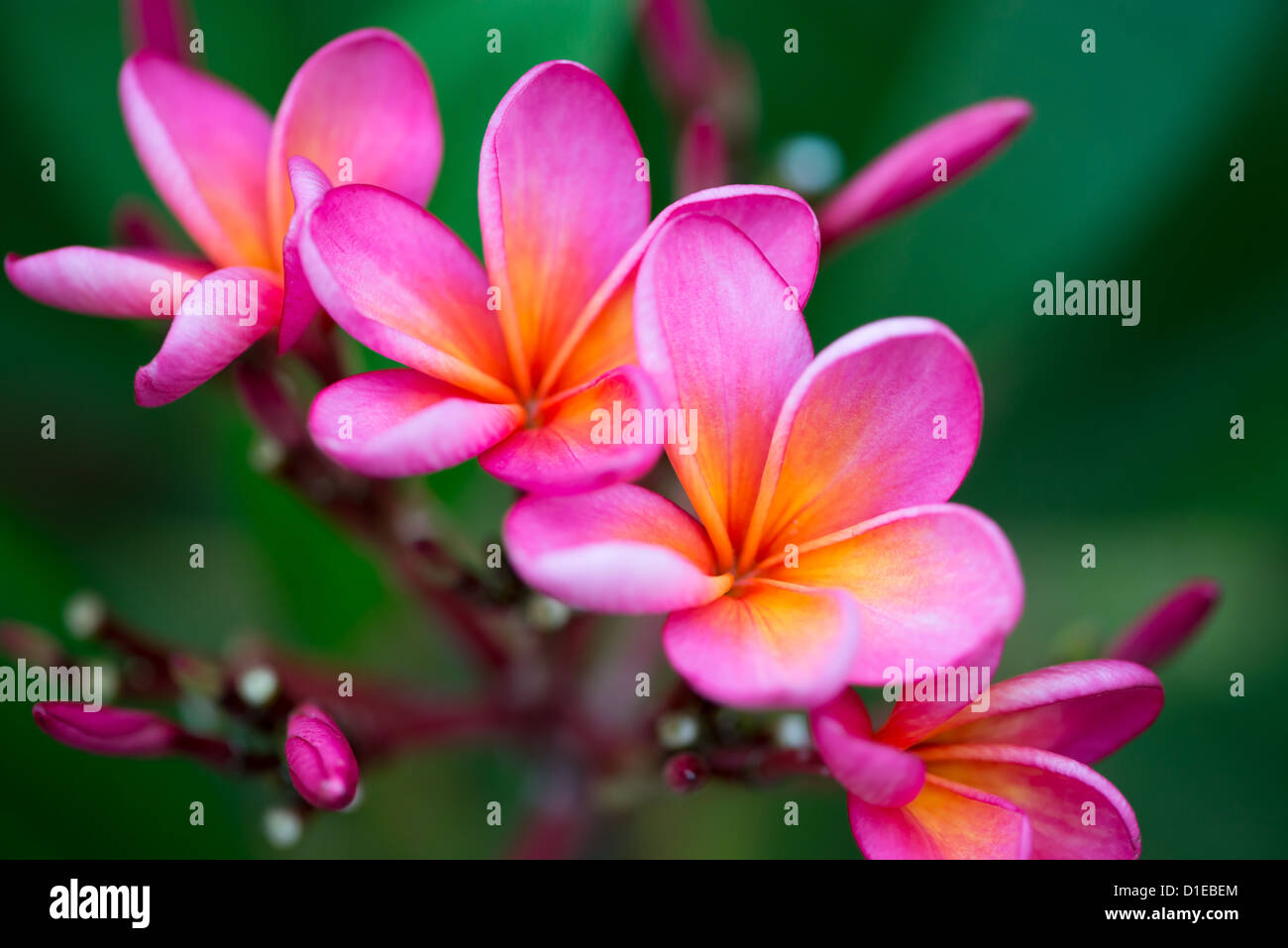 Zweig der tropischen rosa Blumen Frangipani (Plumeria) auf dunkelgrünen Blätter Hintergrund Stockfoto