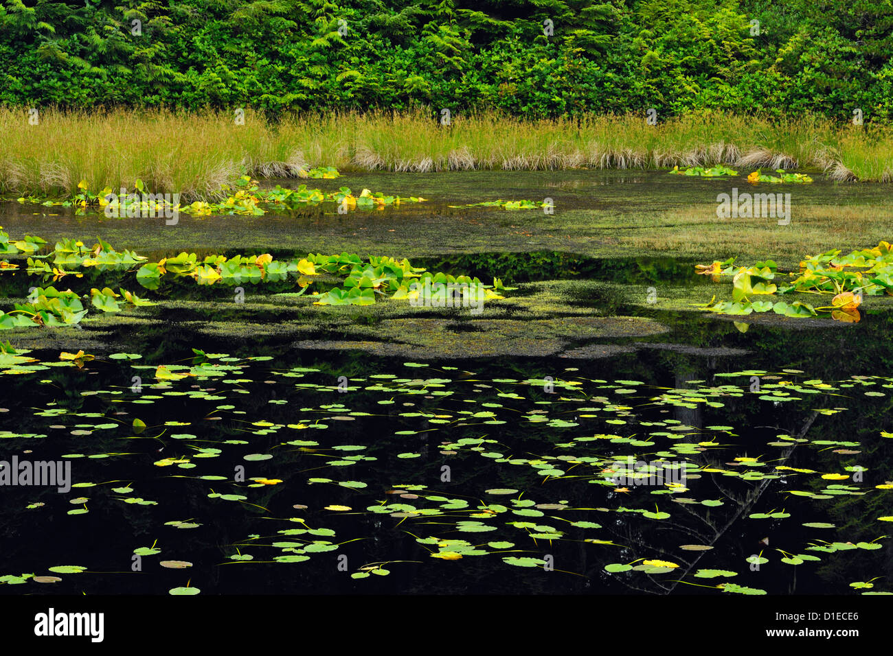 Süßwasser Teich auf Hope Island, Hope Island, British Columbia BC, Kanada Stockfoto