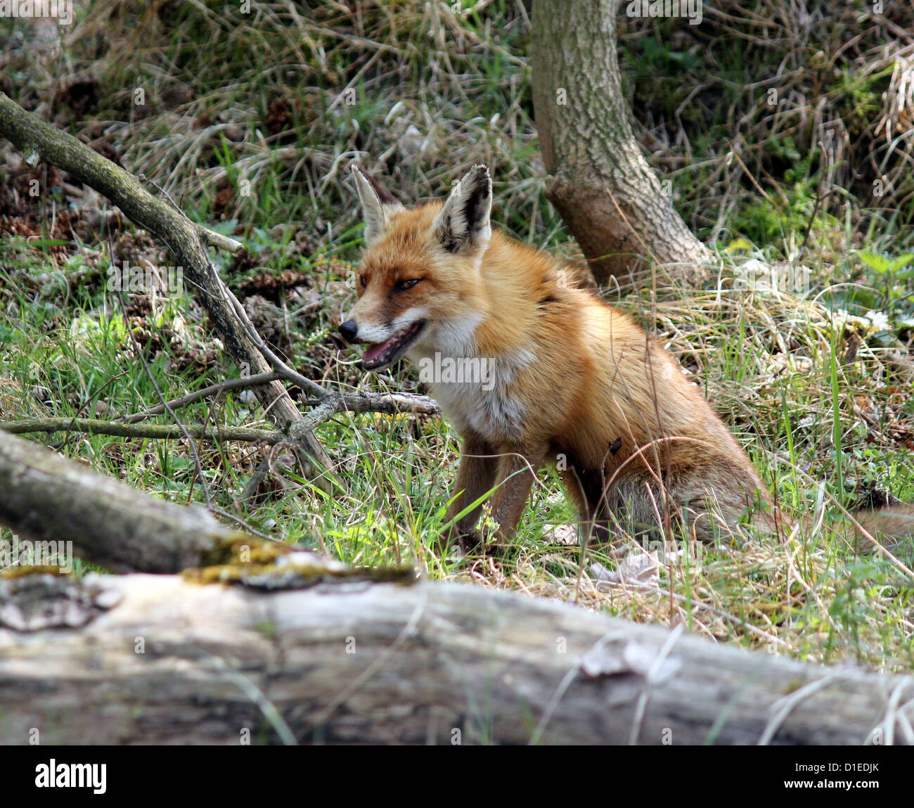 Wilde europäischer roter Fuchs (Vulpes Vulpes) in natürlicher Umgebung und beeindruckende Details Stockfoto