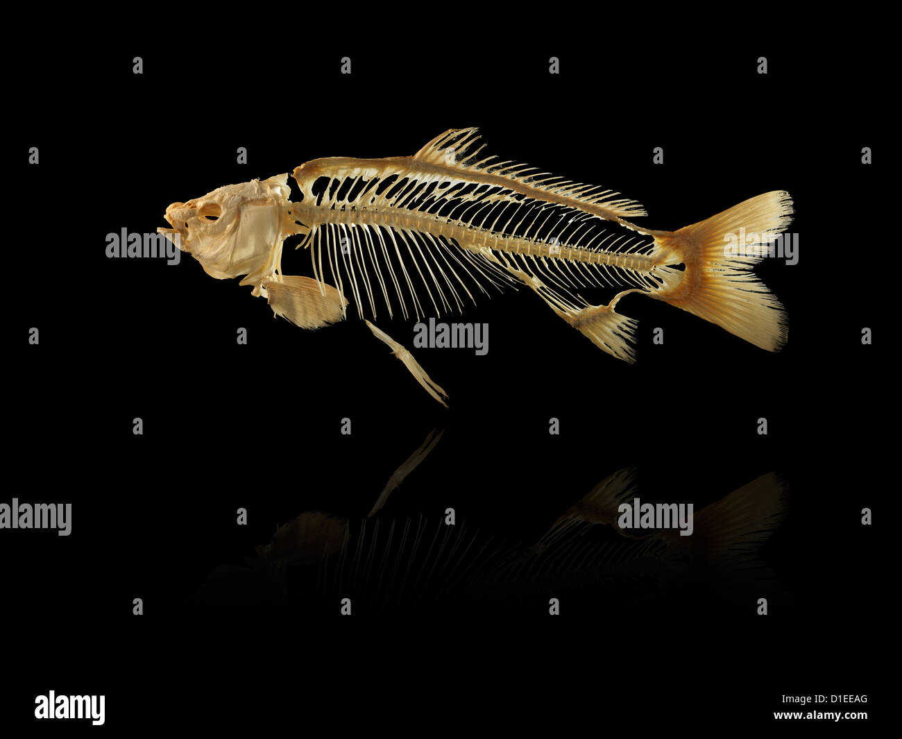 Taxidermy Skelett Fisch gegen Schwarze Stockfoto