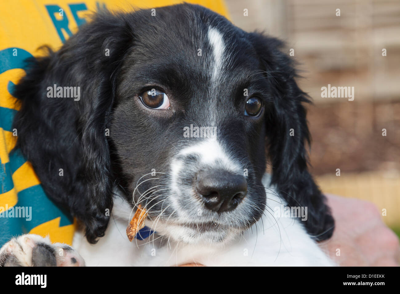 Ein Besitzer, der einen niedlichen zehnwöchigen reinrassigen schwarz-weißen englischen Springer Spaniel Welpen Hund in seinen Armen hält und pflegt. England Großbritannien Stockfoto