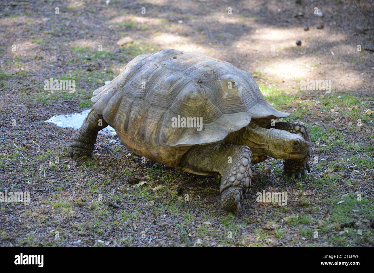 Eine graue Schildkröte zu Fuß... Stockfoto