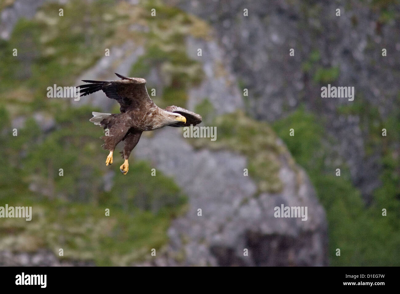 White-tailed Seeadler (Haliaeetus Horste) fliegen, Seeadler, Norwegen Stockfoto