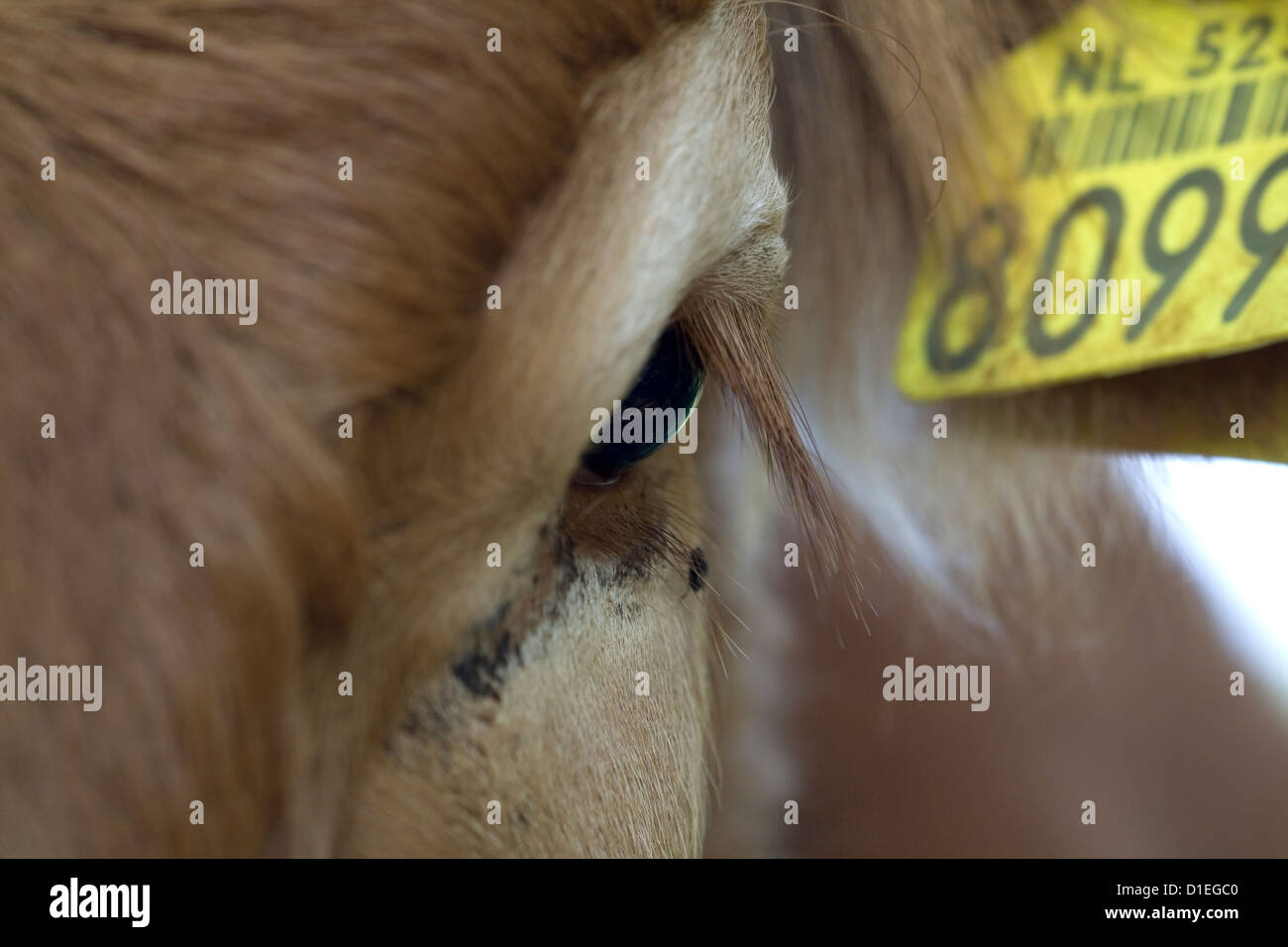 Auge einer Kuh in den Niederlanden Stockfoto