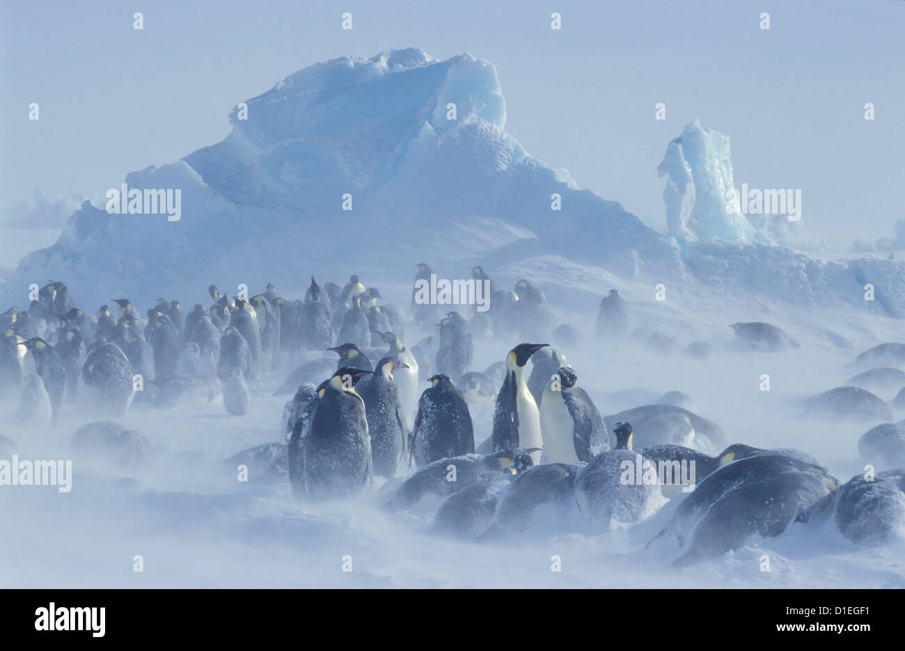 Kaiserpinguine (Aptenodytes Forsteri), Dawson-Lambton-Gletscher, Antarktis Stockfoto