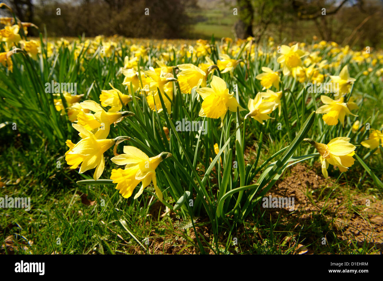 Wilden Narzisse (Narcissus pseudonarcissus Blumen,) oder Fastenzeit Lilly Pflanzen Blüte im Farndale, North Yorks Moors, North Yorkshire, England Stockfoto