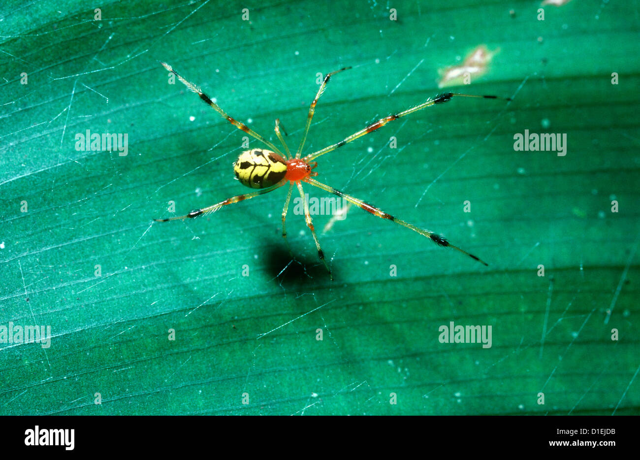 Kamm-footed Spider (Chrysso Vesiculosa / Jianglensis: Theridiidae) im Regenwald, Thailand Stockfoto