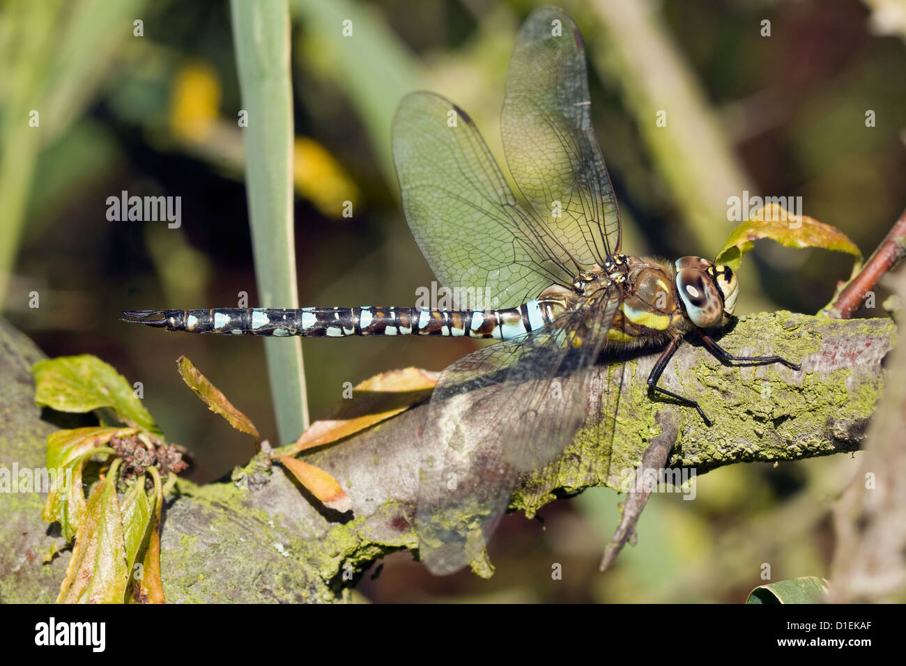 Makroaufnahme von Dragon Fly auf Ast sitzend. Stockfoto