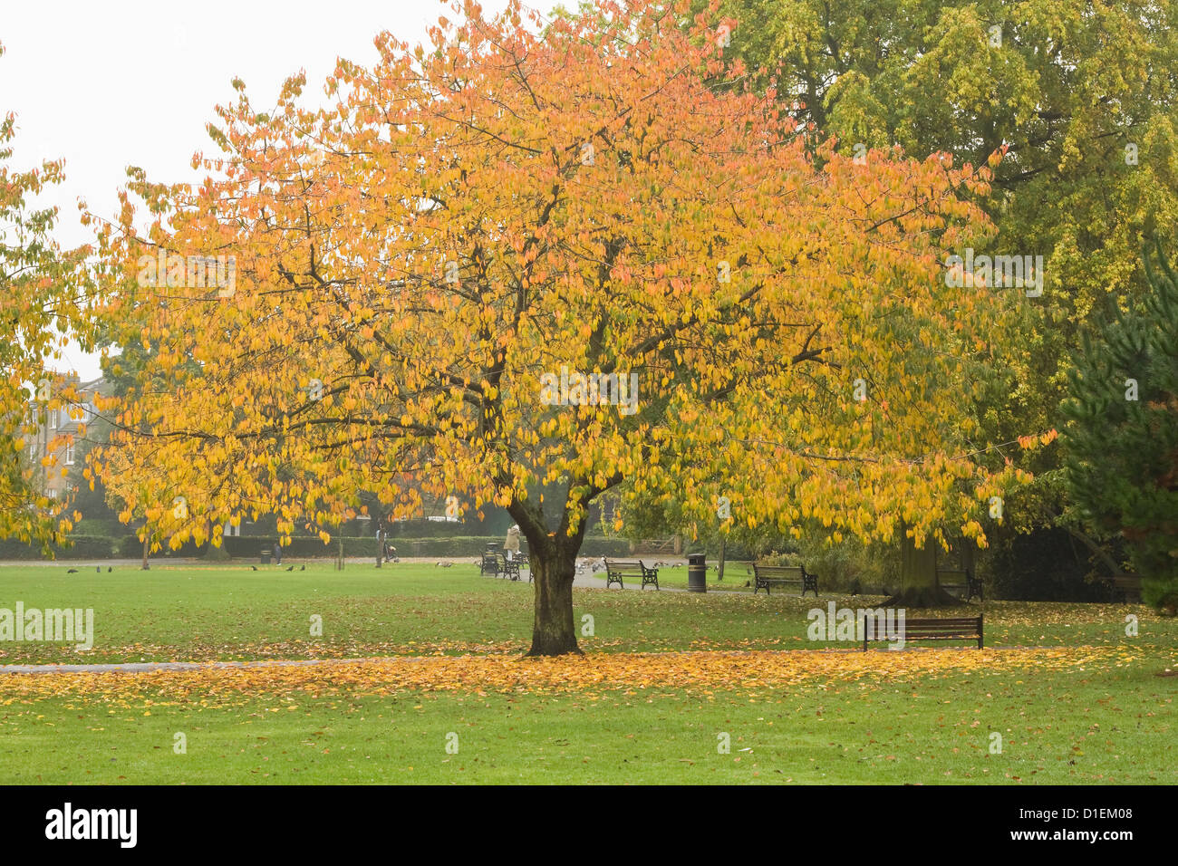 Baum im Herbst Farben, 2012 in Springfield Park, Hackney, London, UK. Stockfoto