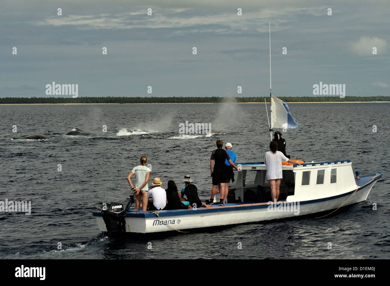 Touristen auf Whale watching Boot Moana nach vier männliche Wale im Wettbewerb um die Aufmerksamkeit von einem nahe gelegenen Weibchen. Ha'apai Tonga Stockfoto