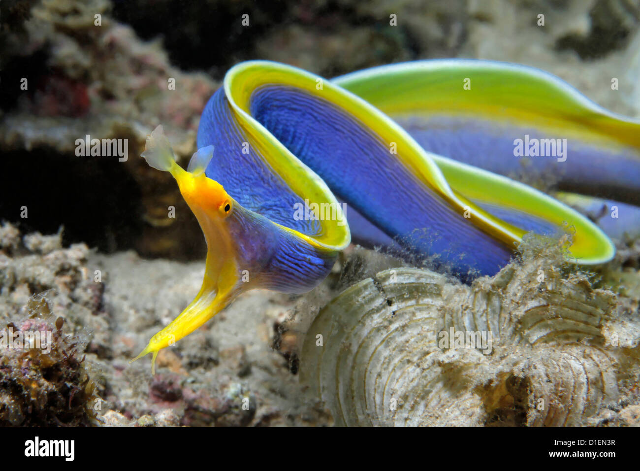 Aal (Rhinomuraena Quaesita), Band Vitu-Inseln, Bismark Meer, Papua Neu Guinea, Unterwasser Schuss Stockfoto