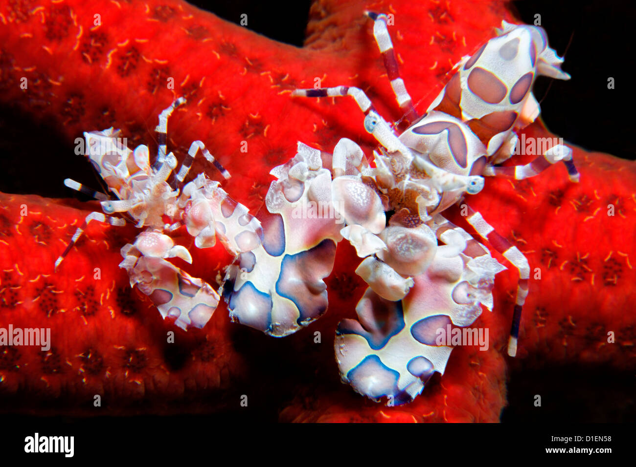 Zwei rote Harlekingarnelen (Hymenocera Elegans) auf rot Seastar, in der Nähe von Vater Riffe, Bismark Meer, Papua New Guineaunderwater erschossen Stockfoto