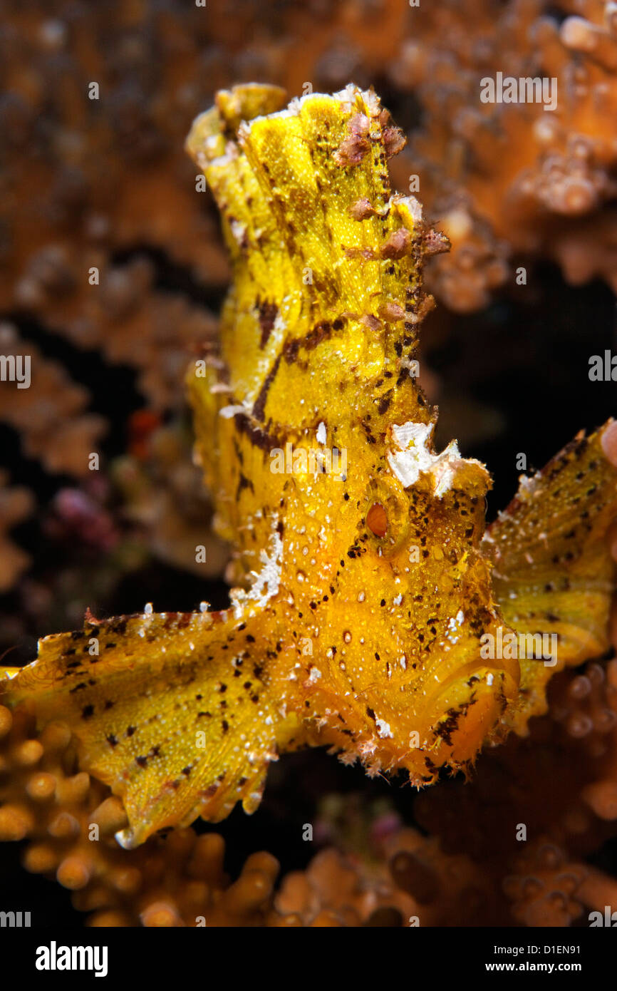 Gelbes Blatt Drachenköpfe (Taenianotus Triacanthus), Kavieng, Bismark Meer, Papua Neu Guinea, Unterwasser Schuss Stockfoto