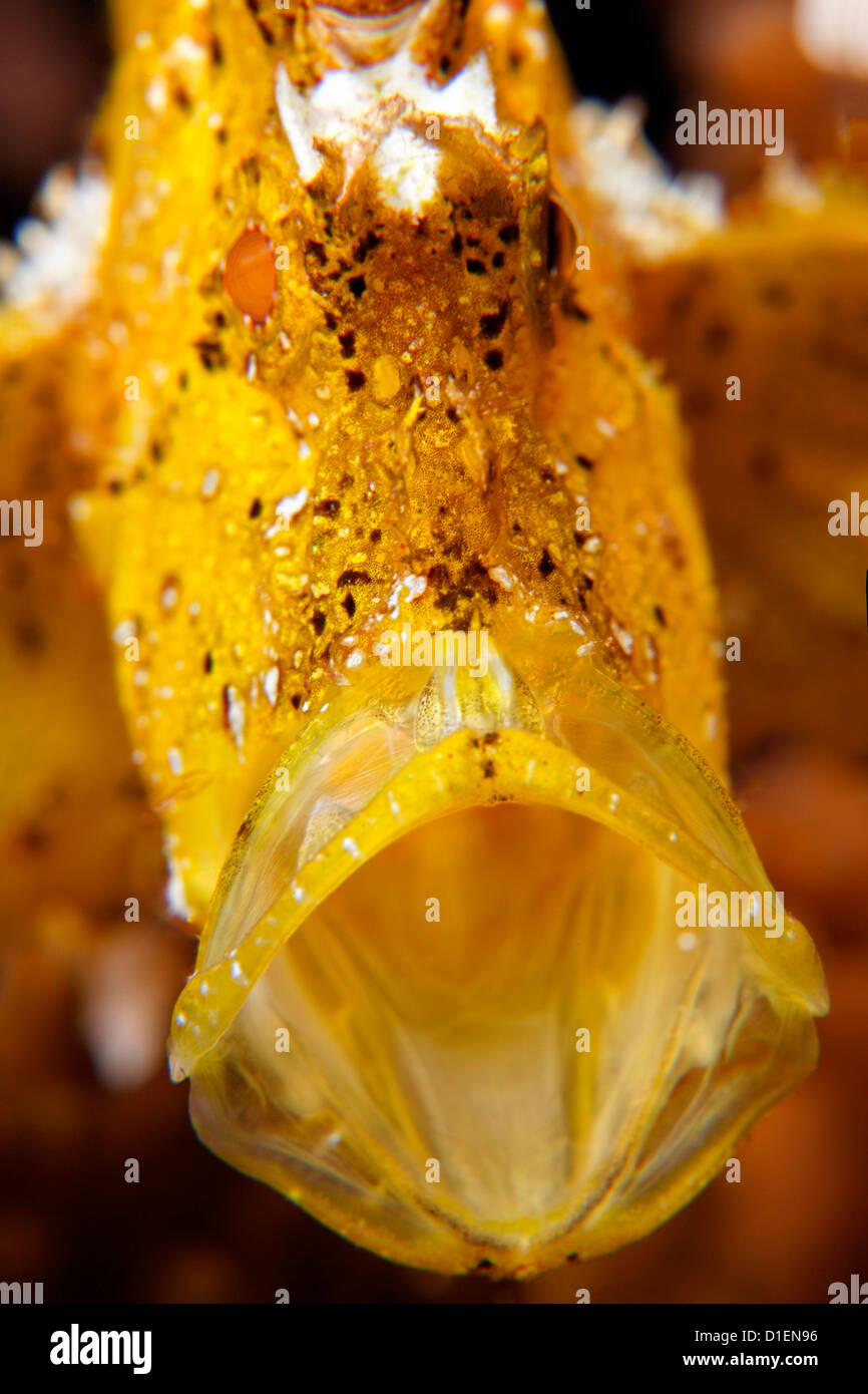 Gelbes Blatt Drachenköpfe (Taenianotus Triacanthus), Kavieng, Bismark Meer, Papua Neu Guinea, Unterwasser Schuss Stockfoto
