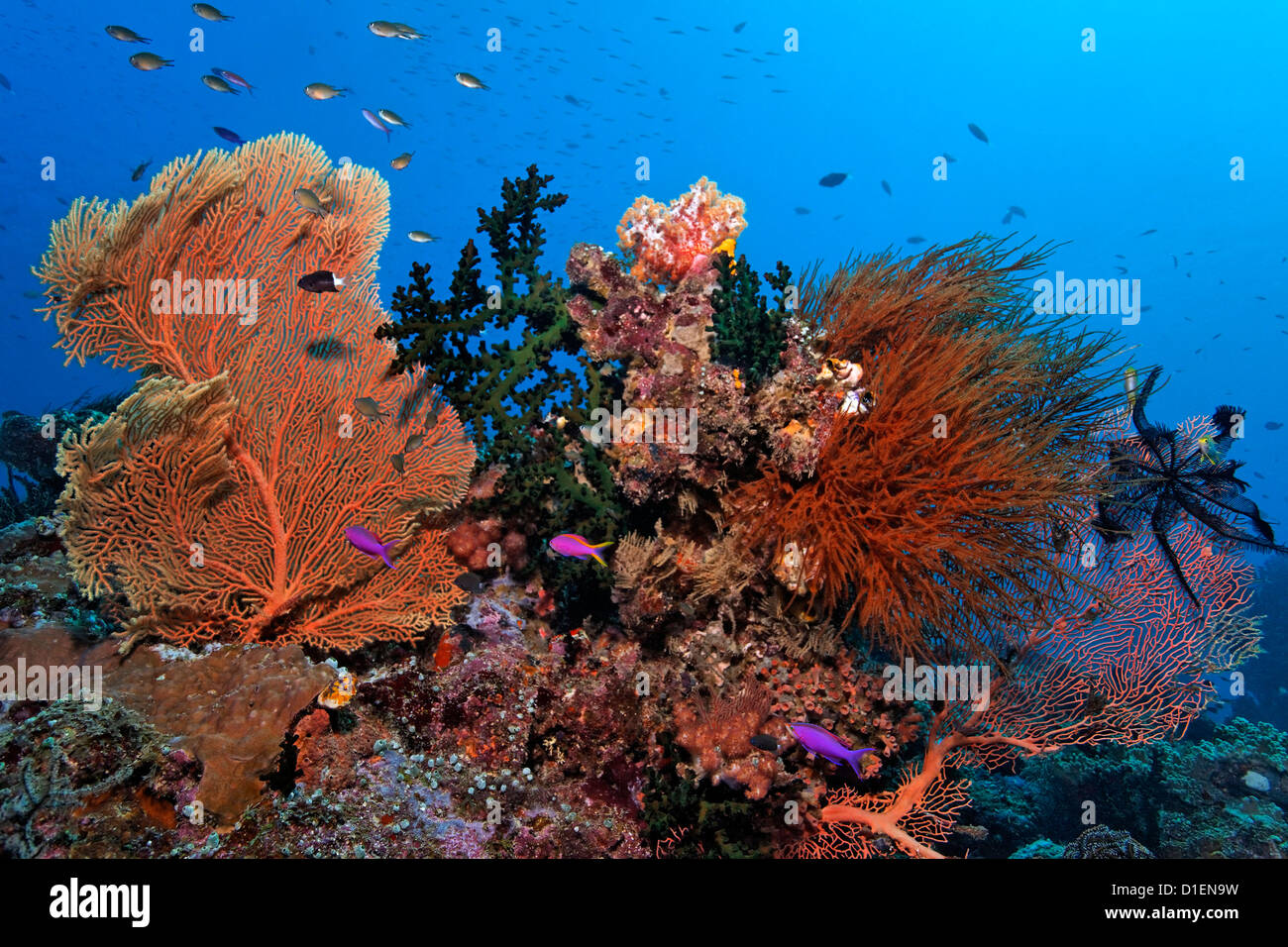 Riff-Landschaft mit verschiedenen weich- und Hartkorallen, Kavieng, Neuirland, Papua Neu Guinea, unter Wasser gedreht Stockfoto