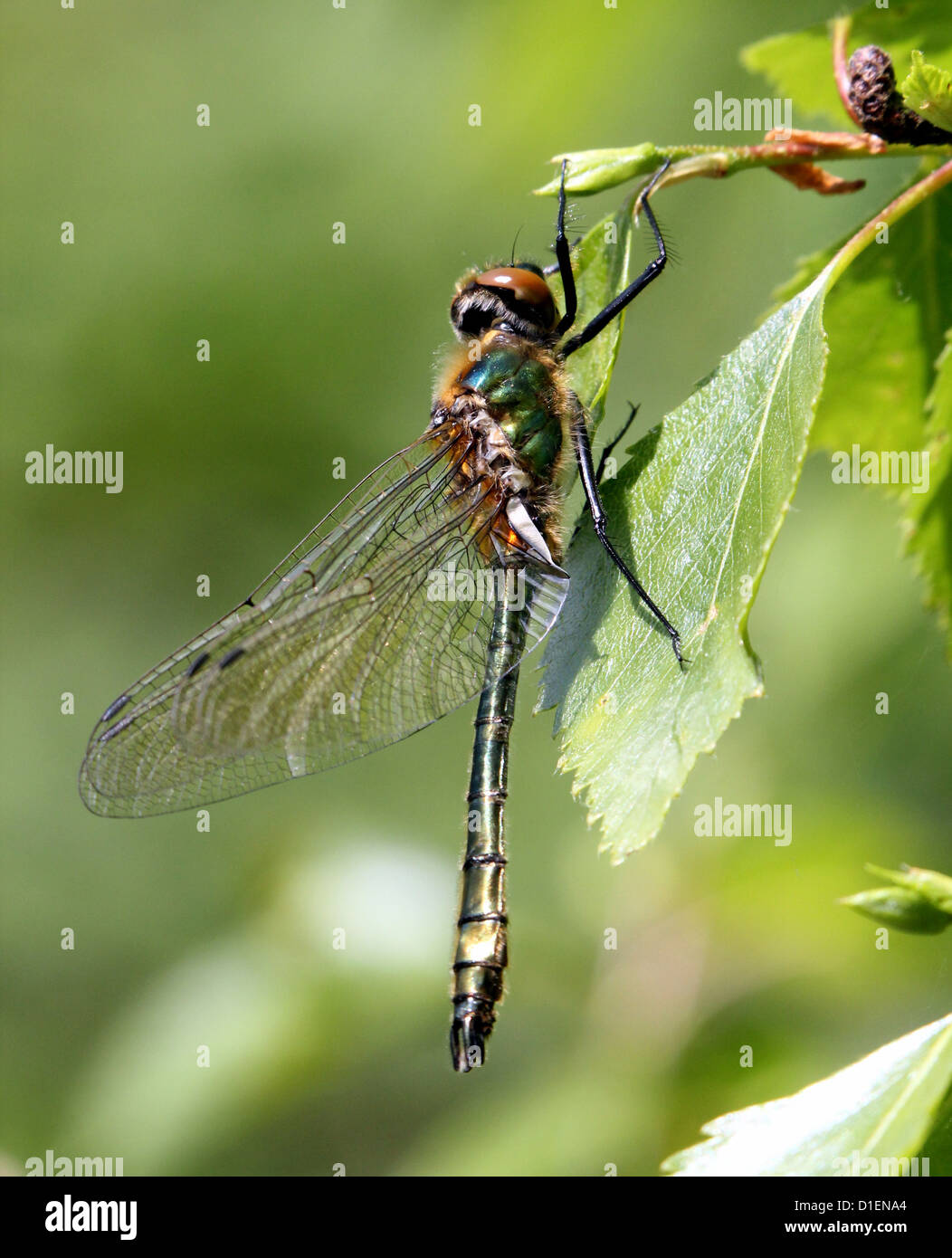 Detaillierte Makro Bild einer Downy Smaragd-Libelle (Cordulia Aenea) Stockfoto