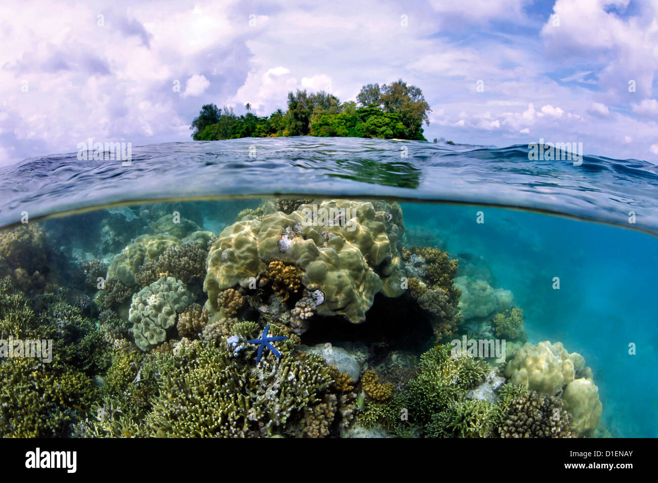 Hartkorallen, Seastar und Lissenung Island, Papua New Guinea Stockfoto