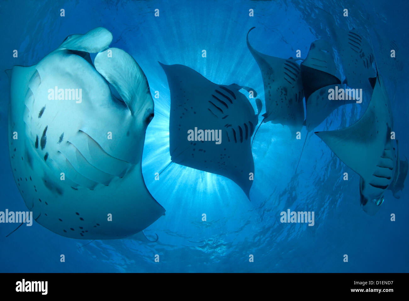 Gruppe von Riff Mantarochen (Manta Alfredi) Fütterung Plankton, Baa Atoll, Malediven, Indischer Ozean, Unterwasser Schuss Stockfoto