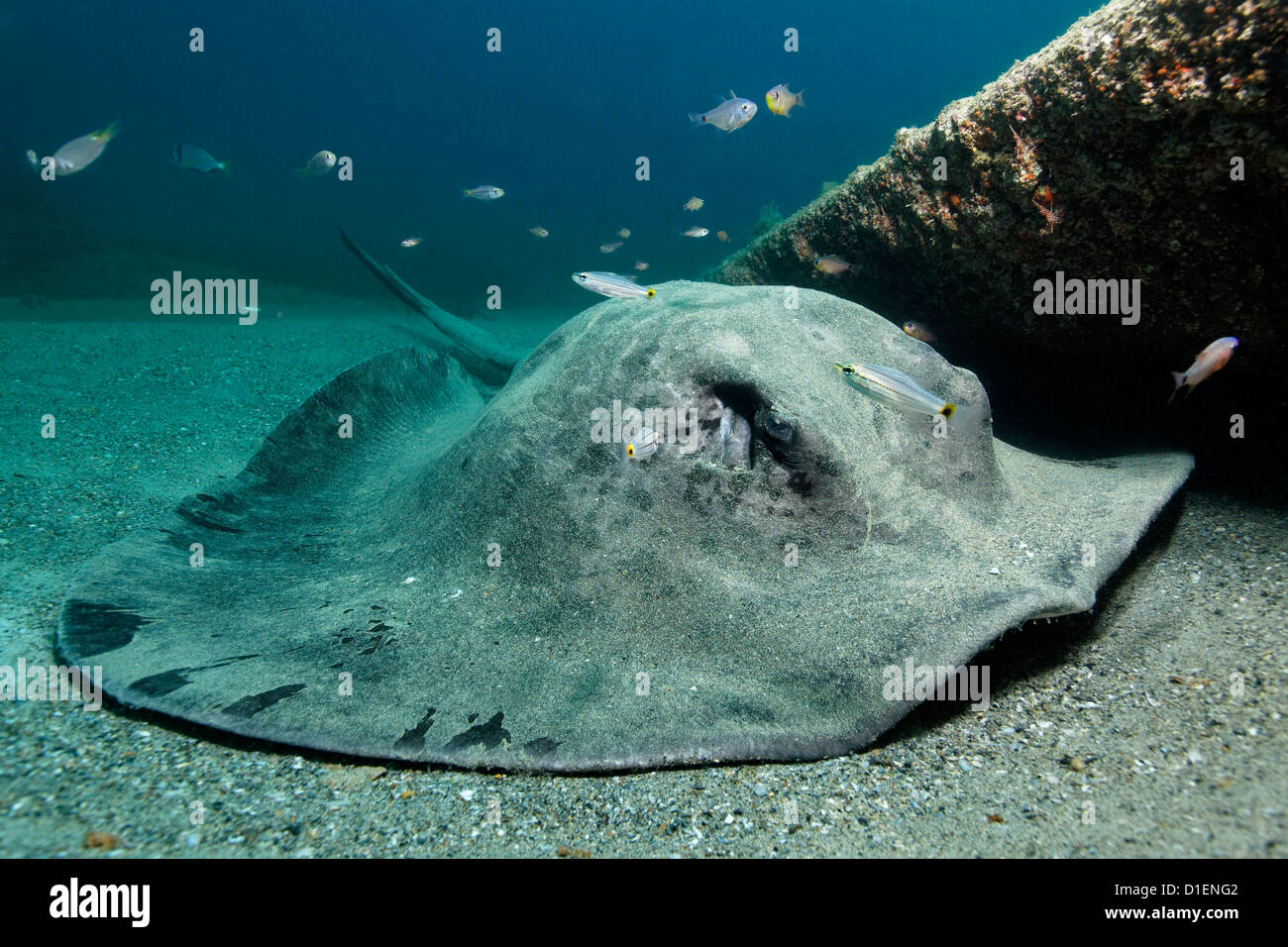Gestromt Pfauentaube ray (Taeniura Meyeni), in der Nähe von Al Hallaniyah Inseln, Mirbat, Oman, Indischer Ozean, unter Wasser geschossen Stockfoto