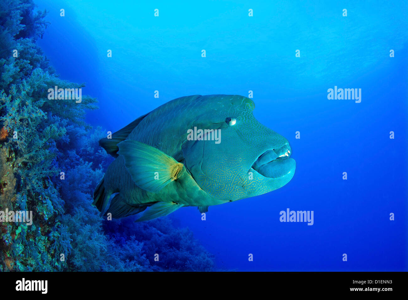 Napoleon-Lippfisch (Cheilinus Undulatus), Brother Islands, Ägypten, Rotes Meer, unter Wasser geschossen Stockfoto