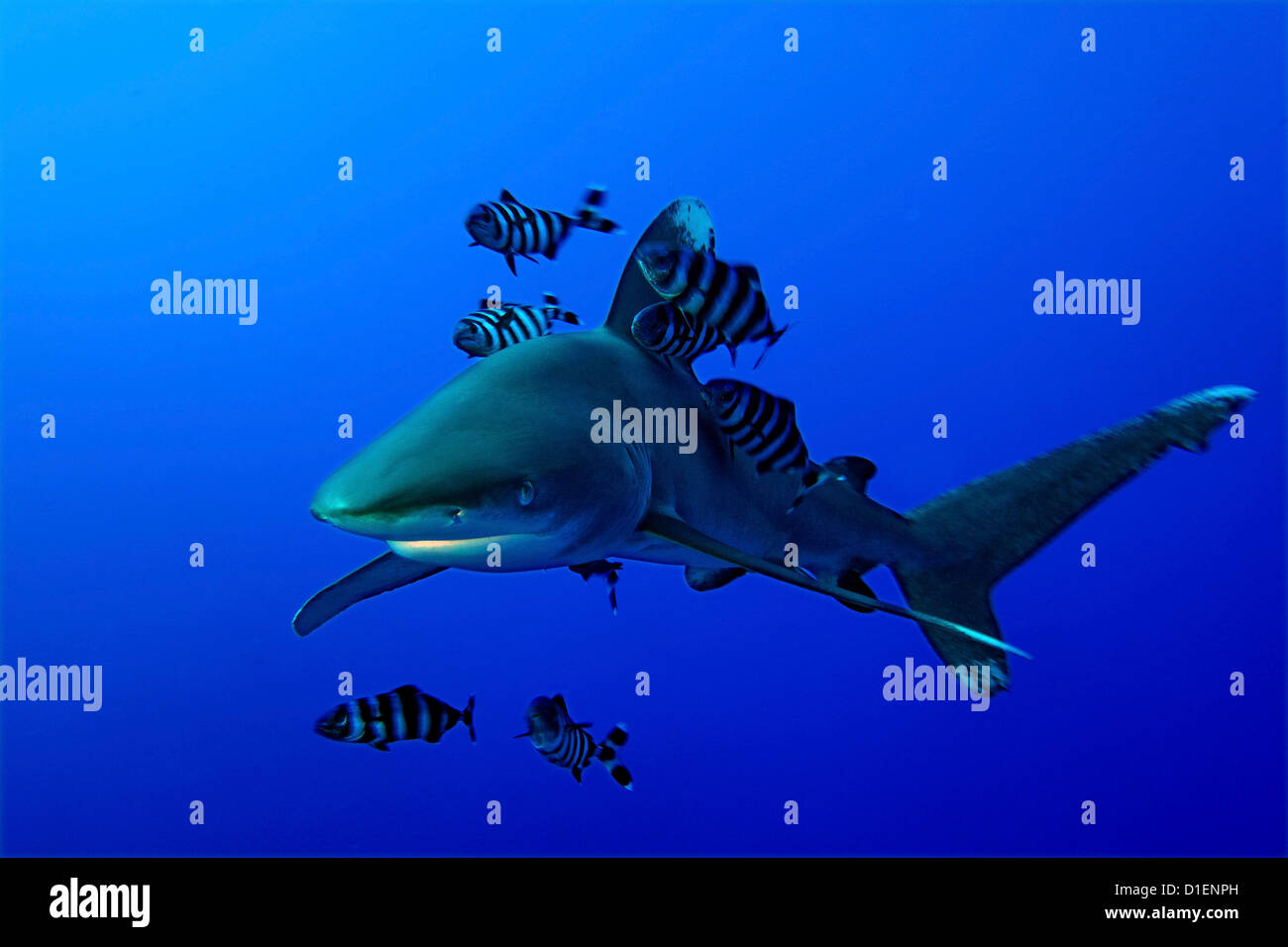 Ozeanische Weißspitzen Hai (Carcharhinus Longimanus) Pilot Fisch (Naucrates Komple-) Bruder Inseln Ägypten Rotes Meer unter Wasser geschossen Stockfoto
