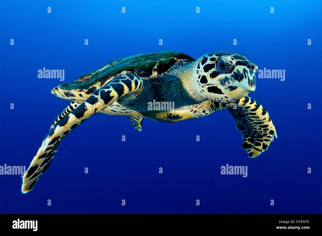 Hawksbill Karettschildkröte (Eretmochelys Imbricata), Malpelo Insel, Columbia, Pazifik, unter Wasser geschossen Stockfoto