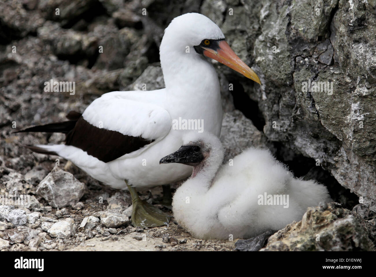 Maskierte Sprengfallen (Sula Dactylatra) mit Juveline Vogel in Malpelo Insel, Columbia Stockfoto