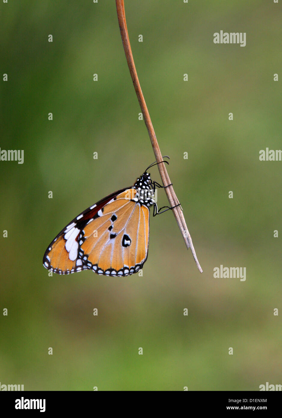 Plain Tiger Schmetterling, Danaus wachen, Nymphalidae. Anja Community Reserve, Madagaskar, Afrika. Stockfoto