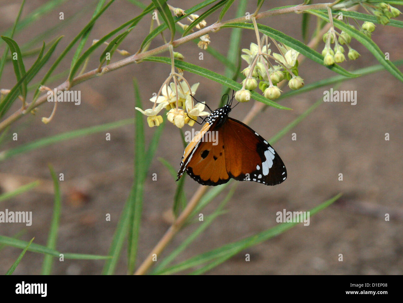 Plain Tiger Schmetterling, Danaus wachen, Nymphalidae. Anja Community Reserve, Madagaskar, Afrika. Ballon Baumwolle Bush Blüten. Stockfoto