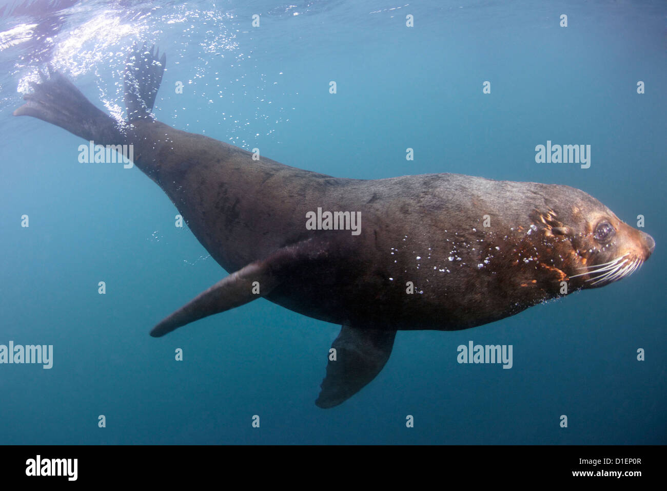 New Zealand Seebär (Arctocephalus Forsteri), Kaikoura, Südinsel, Neuseeland, Pazifik, unter Wasser geschossen Stockfoto