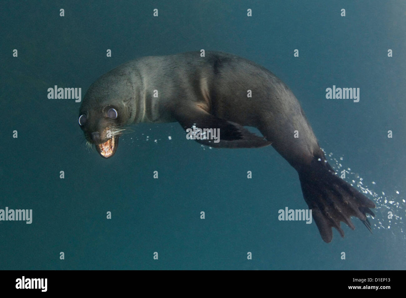 New Zealand Seebär (Arctocephalus Forsteri), Kaikoura, Südinsel, Neuseeland, Pazifik, unter Wasser geschossen Stockfoto